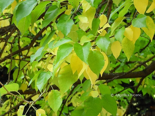 Maclura pomifera, © Mag. Angelika Ficenc