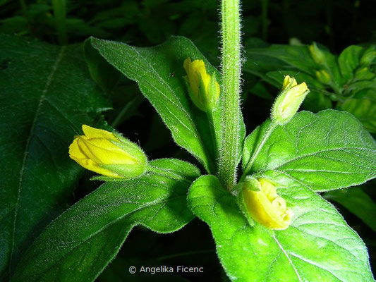 Lysimachia punctata - Punktierter Gilbweiderich, Blütenknospen  © Mag. Angelika Ficenc