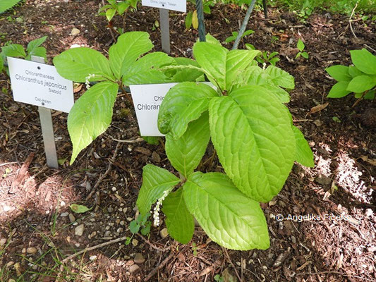 Chloranthus multistachys, © Mag. Angelika Ficenc