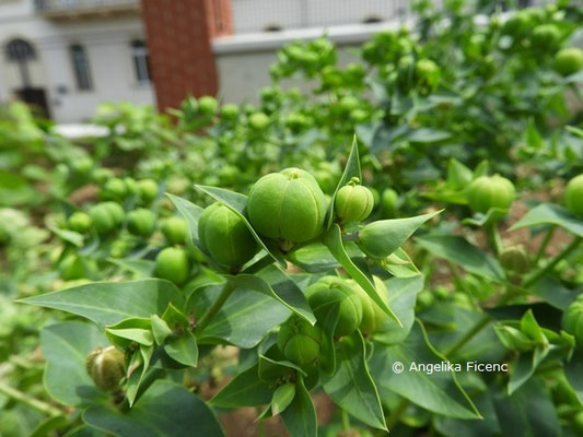 Euphorbia lathyris  © Mag. Angelika Ficenc