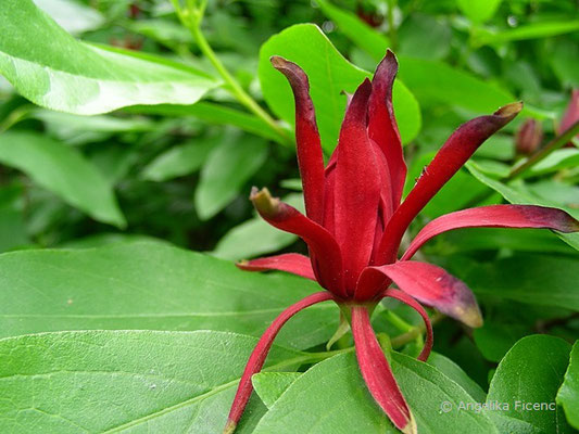 Calycanthus occidentalis - Echter Gewürzstrauch  © Mag. Angelika Ficenc