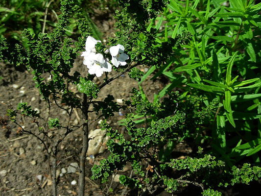 Prostanthera cuneata - Australische Strauchminze  © Mag. Angelika Ficenc