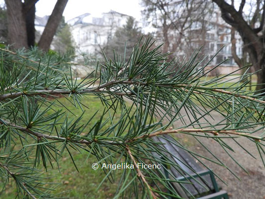 Cedrus deodara © Mag. Angelika Ficenc