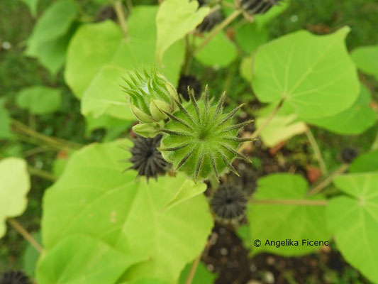 Abutilon theophrasti  © Mag. Angelika Ficenc