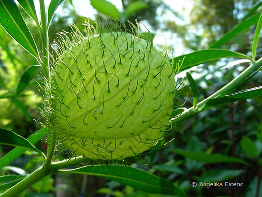 Gomphocarpus physocarpus "Hairy Balls" - Ballonpflanze, Balgfrucht  © Mag. Angelika Ficenc