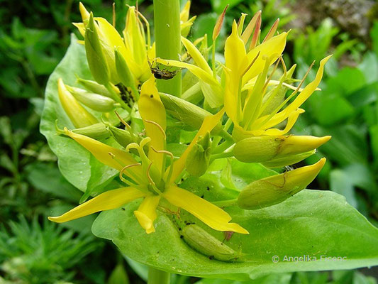 Gentiana lutea - Gelber Enzian,   © Mag. Angelika Ficenc