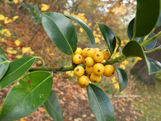 Ilex aquifolium   © Mag. Angelika Ficenc