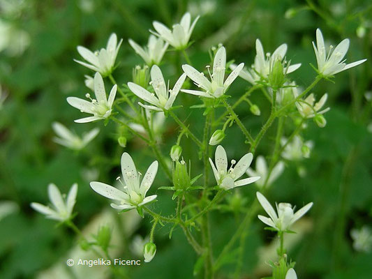 Saxifraga rotundifolia - Rundblatt Steinbrech  © Mag. Angelika Ficenc