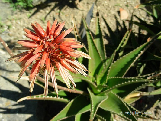 Aloe brownii -  Aloe  © Mag. Angelika Ficenc