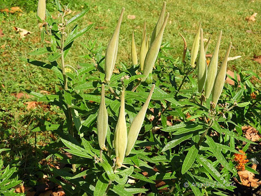 Asclepias tuberosa, Fruchtstand mit Früchten  © Mag. Angelika Ficenc