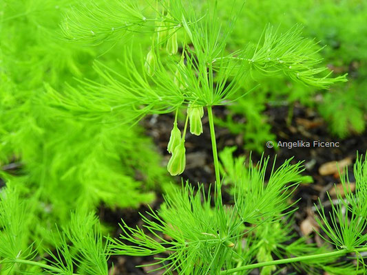 Asparagus tenuifolius - Zartblättriger Spargerl  © Mag. Angelika Ficenc