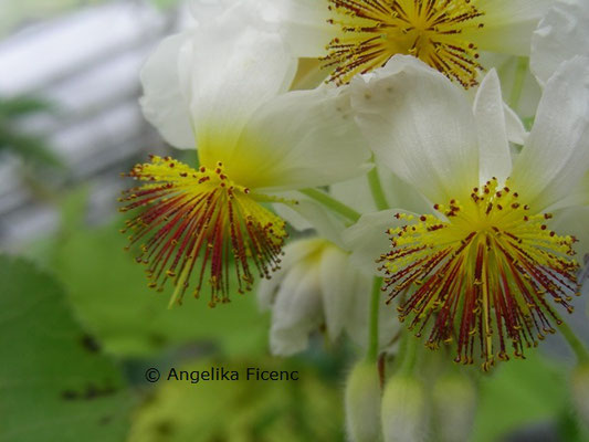 Sparrmannia africana © Mag. Angelika Ficenc