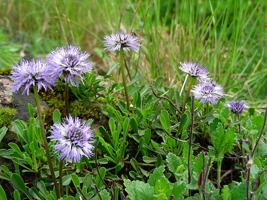 Globularia cordifolia - Herzblatt Kugelblume  © Mag. Angelika Ficenc