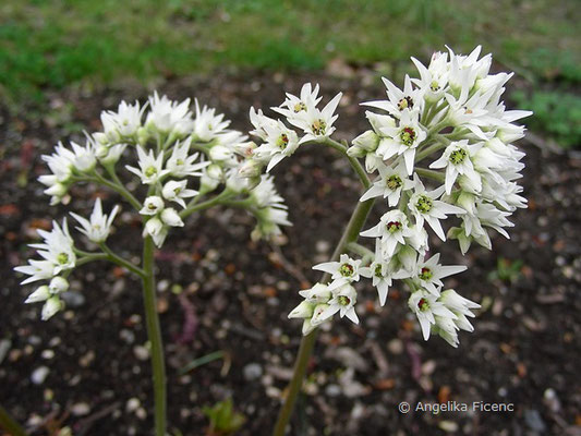 Mucdenia rossii  - Ahornblatt  © Mag. Angelika Ficenc