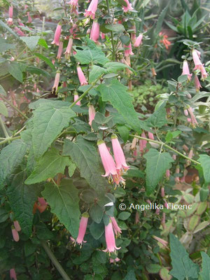 Correa pulchella © Mag. Angelika Ficenc