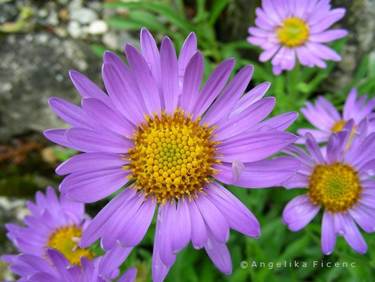 Aster alpinus - Alpenaster, Blüte  © Mag. Angelika Ficenc