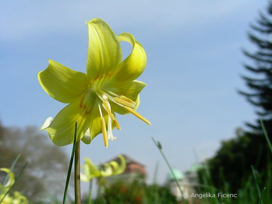 Erythronium tuolumnense - Stern Hundszahn  © Mag. Angelika Ficenc