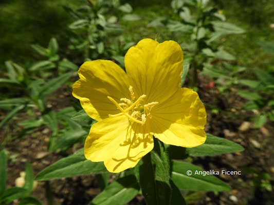 Oenothera pilosa © Mag. Angelika Ficenc