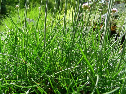 Armeria junipifolia - Wacholder Grasnelke,   © Mag. Angelika Ficenc