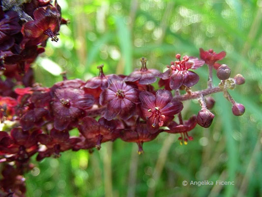 Veratrum nigrum - Schwarzer Germer,   © Mag. Angelika Ficenc