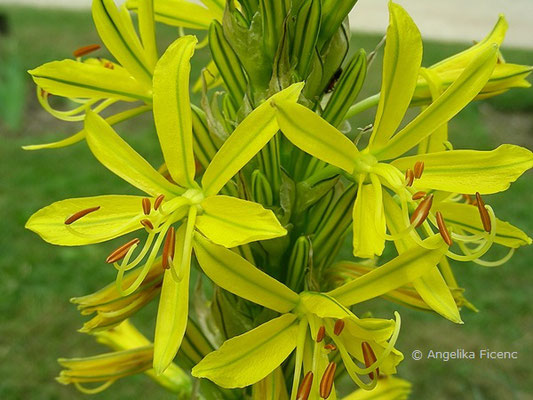 Asphodeline lutea - Gelber Affodil,  © Mag. Angelika Ficenc