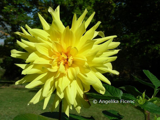 Dahlia x hortensis Goldener Vulkan © Mag. Angelika Ficenc