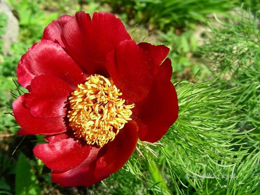 Paeonia tenuifolia - Schmalblättrige Pfingstrose  © Mag. Angelika Ficenc