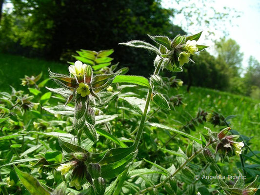 Nonea lutea - Gelbes Mönchskraut  © Mag. Angelika Ficenc