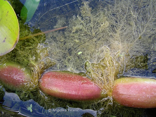 Eichhornia crassipes - Wasserhyazinthe  © Mag. Angelika Ficenc