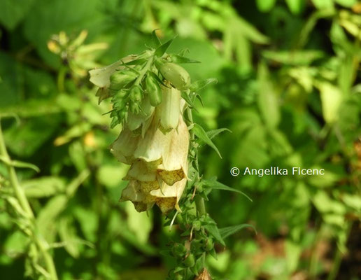 Digitalis grandiflora © Mag. Angelika Ficenc