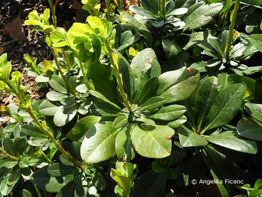 Euphorbia amygdaloides subsp. robbiae - Griffiths Wolfsmilch  © Mag. Angelika Ficenc