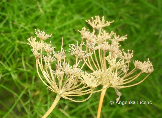 Athamanta thurbit subsp. haynaldii  © Mag. Angelika Ficenc