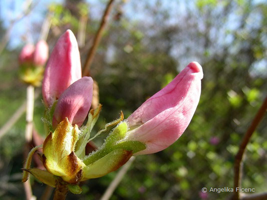 Rhododendron schippenbachii  © Mag. Angelika Ficenc