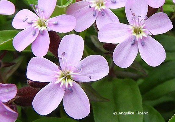 Saponaria ocymoides - Kleines Seifenkraut, Blüten   © Mag. Angelika Ficenc