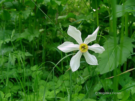 Weiße Narzisse (Narcissus poeticus)     © Mag. Angelika Ficenc