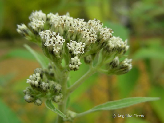 Podochaenium eminens  © Mag. Angelika Ficenc