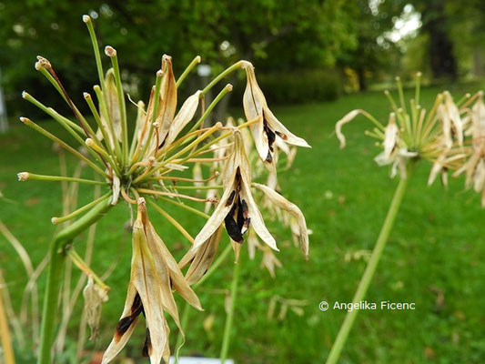 Agapanthus "Liliput"  © Mag. Angelika Ficenc