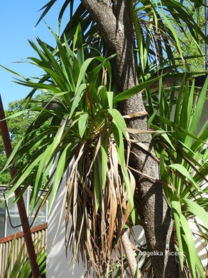 Cordyline australis - Keulenlilie, Laubblätter  © Mag. Angelika Ficenc