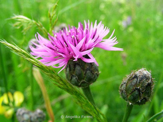 Centaurea scabiosa - Skabiosen Flockenblume  © Mag. Angelika Ficenc