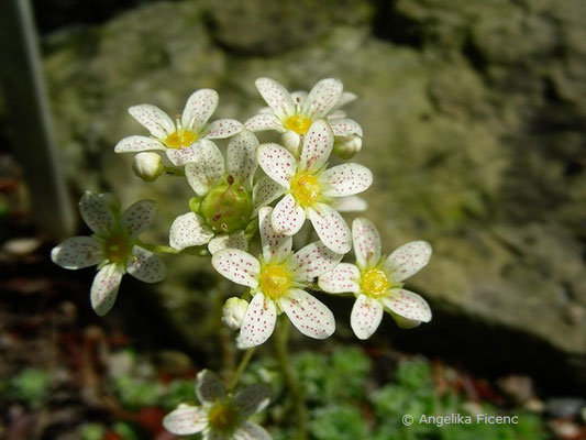 Saxifraga paniculata - Rispen Steinbrech  © Mag. Angelika Ficenc