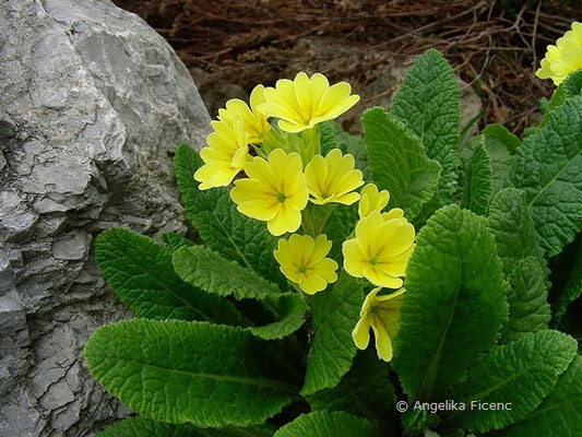 Primula edelbergii