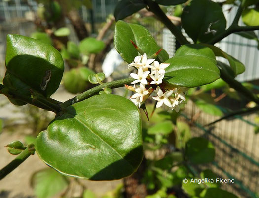 Carissa bispinosa - Dorniger Wachsbaum, Blütenstand  © Mag. Angelika Ficenc