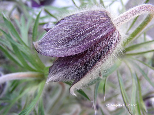 Pulsatilla pratensis nigrans  © Mag. Angelika Ficenc