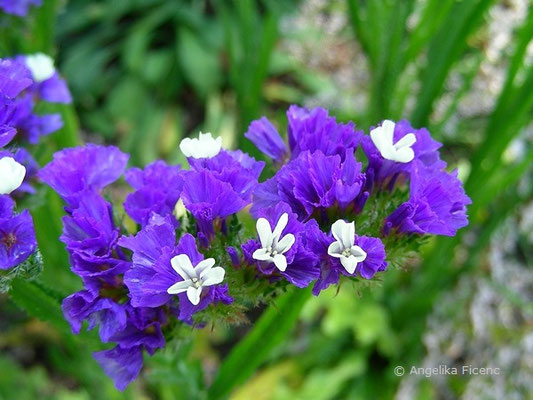 Limonium sinuatum  © Mag. Angelika Ficenc