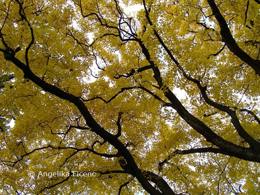 Ginkgo biloba © Mag. Angelika Ficenc