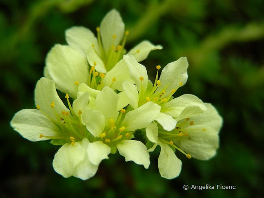 Saxifraga sancta - Steinbrech  © Mag. Angelika Ficenc