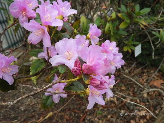 Rhododendron x praecox  © Mag. Angelika Ficenc