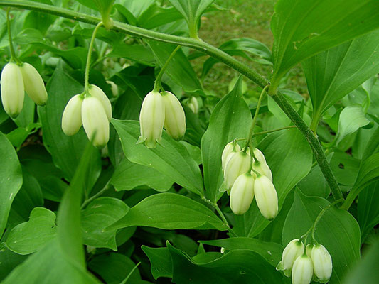 Polygonatum latifolium - Breitblatt-Weißwurz  © Mag. Angelika Ficenc