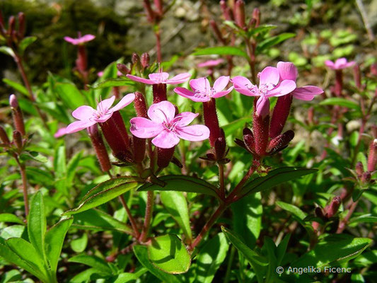 Saponaria ocymoides - Kleines Seifenkraut  © Mag. Angelika Ficenc