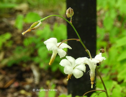 Vancouveria hexandra - Rüsselsternchen, Blütenstand  © Mag. Angelika Ficenc